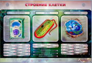 Стенды для кабинета биологии - «globural.ru» - Набережные Челны