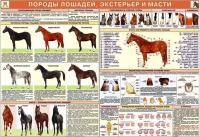 Комплект плакатов "Служебное коневодство" - «globural.ru» - Набережные Челны