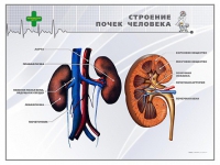 Стенд "Строение почки человека" - «globural.ru» - Набережные Челны