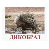 Карточки Домана "Дикие животные-3" - «globural.ru» - Набережные Челны