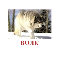Карточки Домана "Дикие животные-1" - «globural.ru» - Набережные Челны