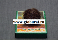 Сухой препарат "Еж морской" - «globural.ru» - Набережные Челны