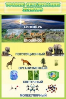 Стенд "Уровни организации живого" - «globural.ru» - Набережные Челны