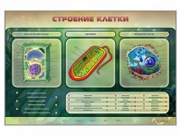 Электрифицированный стенд "Строение клетки" с маркерными полями - «globural.ru» - Набережные Челны