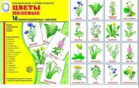 Демонстрационные карточки "Цветы полевые" - «globural.ru» - Набережные Челны
