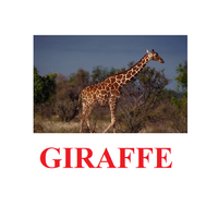 "Wild Animals-1" ("Дикие животные-1") английские карточки Домана - «globural.ru» - Набережные Челны