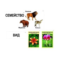 Модель-аппликация "Классификация растений и животных" (ламинированная) - «globural.ru» - Набережные Челны