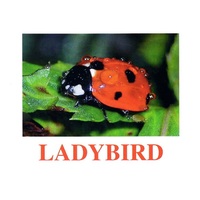 "Insects" ("Насекомые") английские карточки Домана - «globural.ru» - Набережные Челны