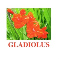 "Flowers-1" ("Цветы-1") английские карточки Домана - «globural.ru» - Набережные Челны