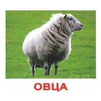 .Карточки Домана "Домашние животные" - «globural.ru» - Набережные Челны