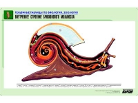 Рельефная таблица "Внутреннее строение брюхоногого моллюска" (формат А1, матовое ламинир.) - «globural.ru» - Набережные Челны