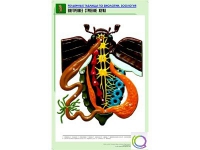 Рельефная таблица "Внутреннее строение жука" (формат А1, матовое ламинир.) - «globural.ru» - Набережные Челны
