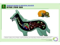 Рельефная таблица "Внутреннее строение собаки" (формат А1, матовое ламинир.) - «globural.ru» - Набережные Челны
