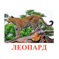 Карточки Домана "Дикие животные-2" - «globural.ru» - Набережные Челны