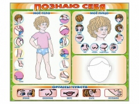Стенд маркерный "Познаю себя" (тело, голова, органы чувств) - «globural.ru» - Набережные Челны