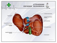 Стенд "Строение печени человека" - «globural.ru» - Набережные Челны