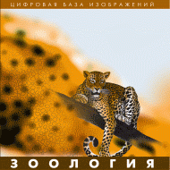 Зоология. (Цифровая база изображений) - «globural.ru» - Набережные Челны