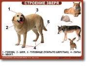 Ознакомление с окружающим миром. 1-4 класс. Комплект таблиц. Наглядные пособия для начальной школы, учебные пособия - «globural.ru» - Набережные Челны