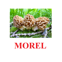 "Mushrooms" ("Грибы") английские карточки Домана - «globural.ru» - Набережные Челны