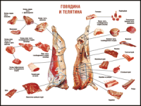 Правила разделки мясных туш "Говядина и телятина" 1000*1400 винил - «globural.ru» - Набережные Челны