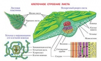 Плакаты и таблицы по биологии - «globural.ru» - Набережные Челны