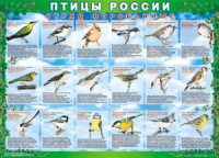 Таблица Птицы России из  4 листов в комплекте 1000*1400 винил	 - «globural.ru» - Набережные Челны