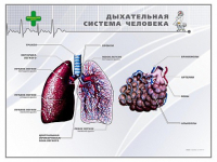 Стенд "Дыхательная система человека" - «globural.ru» - Набережные Челны