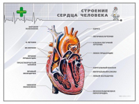 Стенд "Строение сердца человека" - «globural.ru» - Набережные Челны