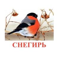 Карточки Домана "Птицы-1" - «globural.ru» - Набережные Челны