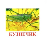 Карточки Домана "Насекомые" - «globural.ru» - Набережные Челны