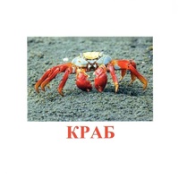 Карточки Домана "Подводный мир" - «globural.ru» - Набережные Челны