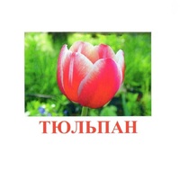 Карточки Домана "Цветы-1" - «globural.ru» - Набережные Челны