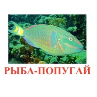Карточки Домана "Рыбы" - «globural.ru» - Набережные Челны
