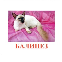 Карточки Домана "Породы кошек" - «globural.ru» - Набережные Челны