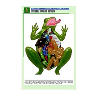 Рельефная таблица "Внутреннее строение лягушки" (формат А1, матовое ламинир.) - «globural.ru» - Набережные Челны