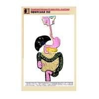 Рельефная таблица "Пищеварительный тракт" (формат А1, матовое ламинир.) - «globural.ru» - Набережные Челны
