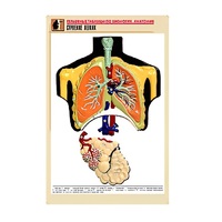 Рельефная таблица "Строение легких" (формат А1, матовое ламинир.) - «globural.ru» - Набережные Челны
