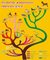 Стенд "Развитие животного мира на земле" - «globural.ru» - Набережные Челны