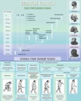 Стенд "Эволюция человека" (вариант 1) - «globural.ru» - Набережные Челны