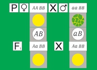 Модель-аппликация Дигибридное скрещивание. Законы Менделя. (набор из 84 карт) - «globural.ru» - Набережные Челны