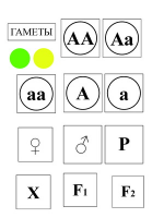Модель-аппликация Моногибридное скрещивание и его цитологические основы - «globural.ru» - Набережные Челны