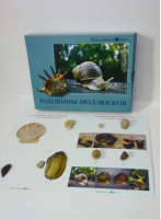 Коллекция "Раковины моллюсков" (вариант 2) - «globural.ru» - Набережные Челны