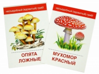 Раздаточные карточки "Грибы съедобные и не съедобные" - «globural.ru» - Набережные Челны