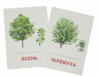 Раздаточные карточки "Деревья и кустарники" - «globural.ru» - Набережные Челны