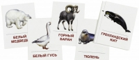 Раздаточные карточки "Животные холодных широт" - «globural.ru» - Набережные Челны