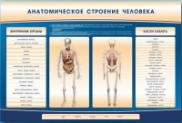 Электрифицированный стенд-тренажер c макетом скелета "Анатомическое строение человека" - «globural.ru» - Набережные Челны