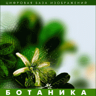 Ботаника. (Цифровая база изображений) - «globural.ru» - Набережные Челны