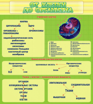 Стенд "От клетки до организма" - «globural.ru» - Набережные Челны