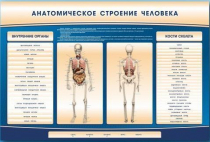Электрифицированный стенд-тренажер c макетом скелета "Анатомическое строение человека" - «globural.ru» - Набережные Челны