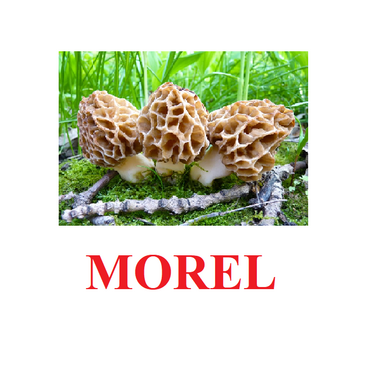 "Mushrooms" ("Грибы") английские карточки Домана - «globural.ru» - Набережные Челны